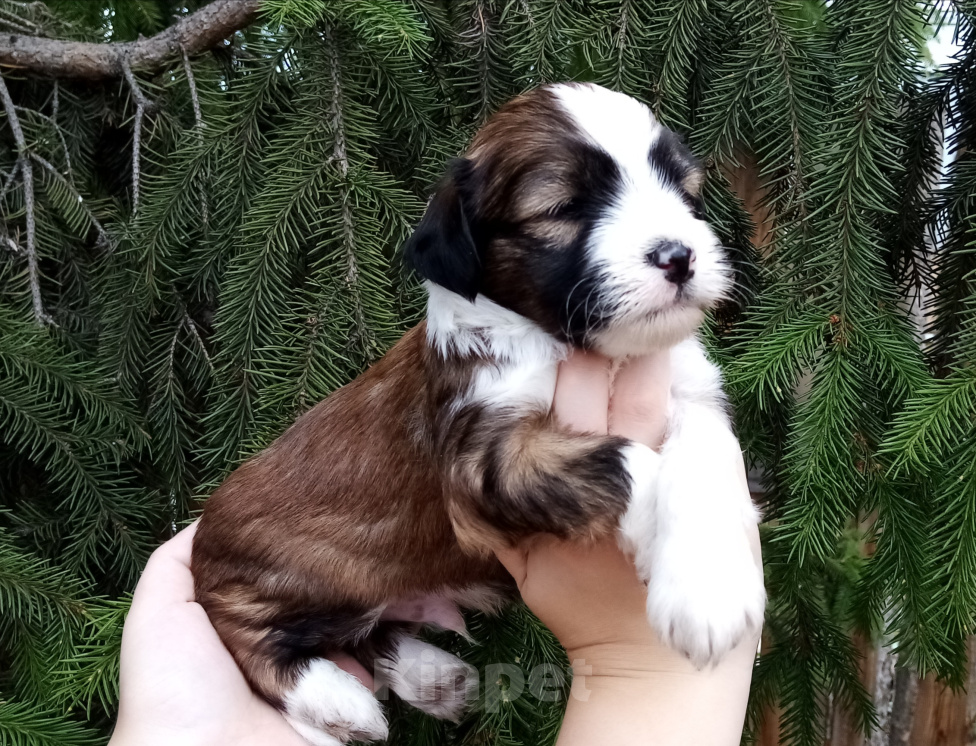 Собаки в Москве: Щенки тибетского терьера  Мальчик, 70 000 руб. - фото 4