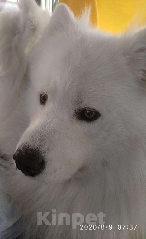 Собаки в Энгельс: Самоед вязка, 30 000 руб. - фото 1