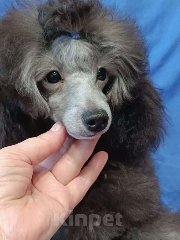 Собаки в Ярославле: Серебро той Мальчик, 140 000 руб. - фото 2