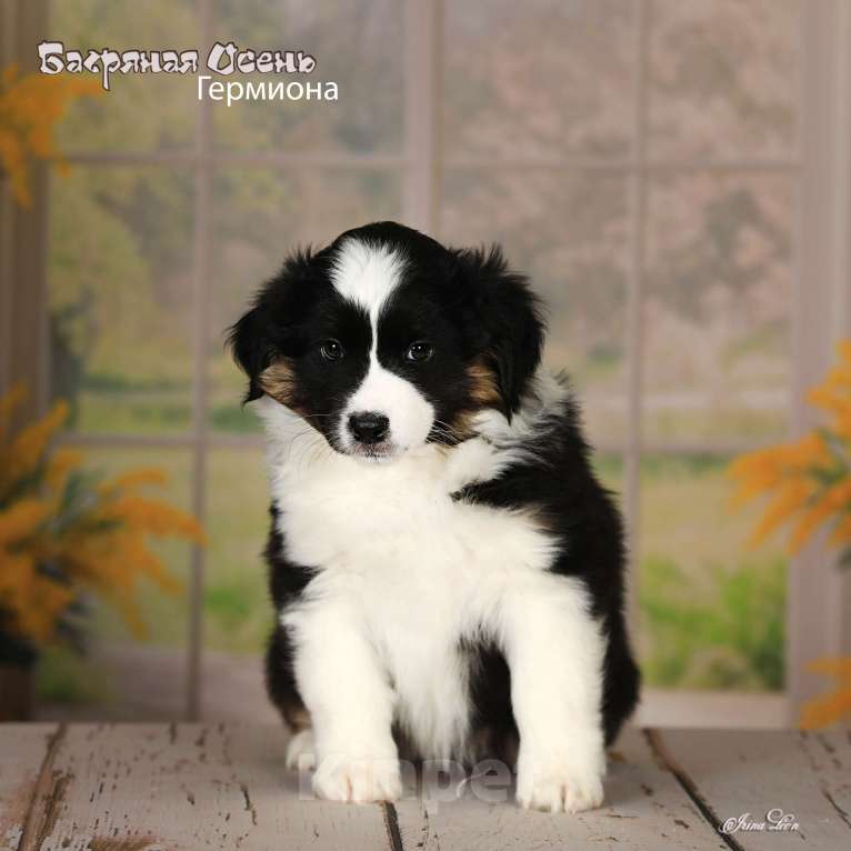 Собаки в других городах Московской области: Продается девочка миниаусси Девочка, 80 000 руб. - фото 3