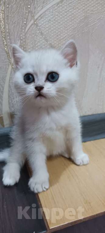 Кошки в Кирове: Продаются котята британская шиншилла Мальчик, 10 000 руб. - фото 1
