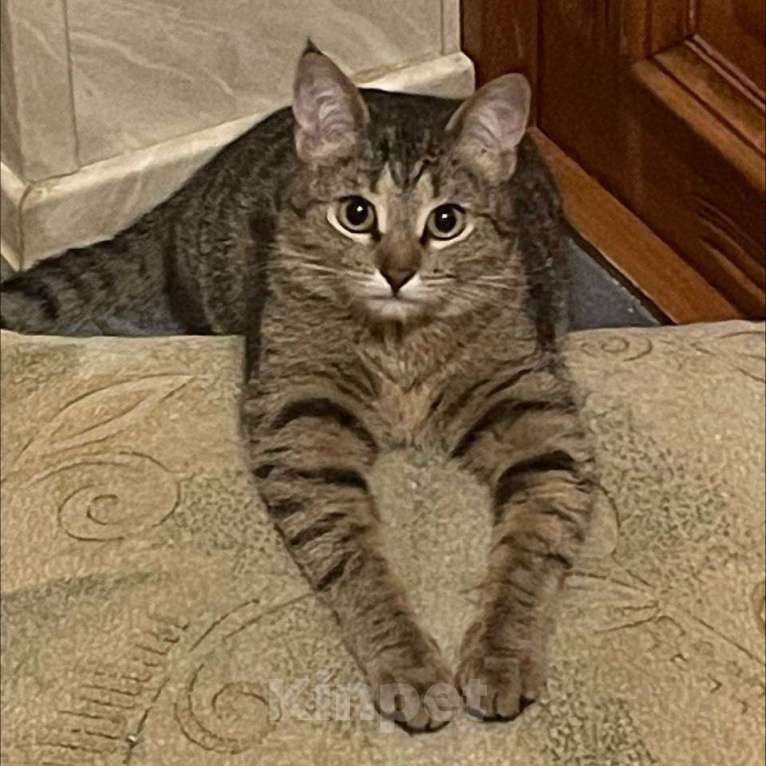 Кошки в Пятигорске: Мирочка Девочка, Бесплатно - фото 4