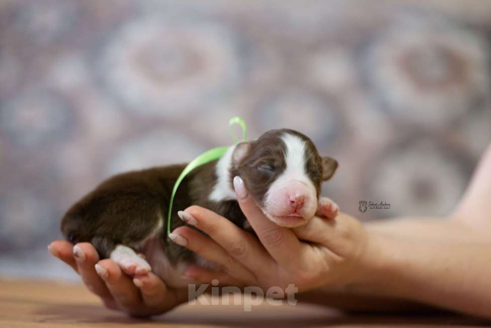 Собаки в Москве: Австралийская овчарка, аусси Девочка, Бесплатно - фото 3