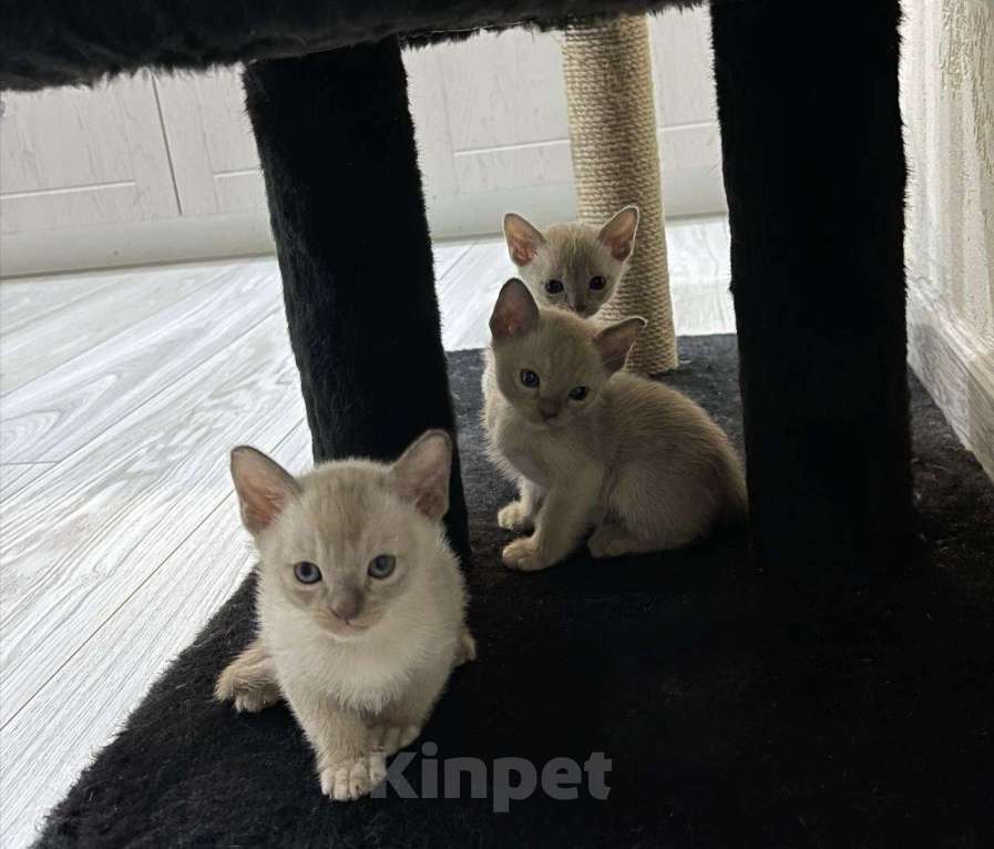 Кошки в Краснодаре: Бурманский котенок Мальчик, 20 000 руб. - фото 7