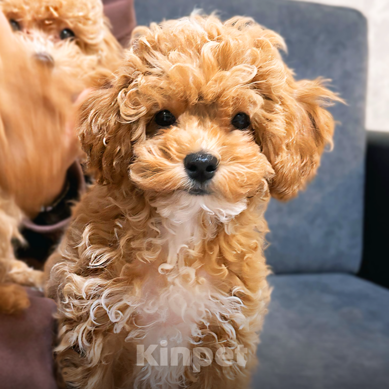 Собаки в Москве: Щенки мальтипу Мальчик, 200 000 руб. - фото 7