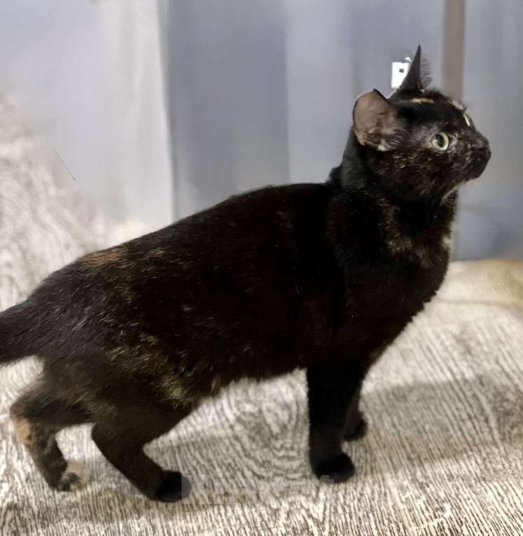 Кошки в Санкт-Петербурге: Кошечка Груня в поисках дома Девочка, Бесплатно - фото 3