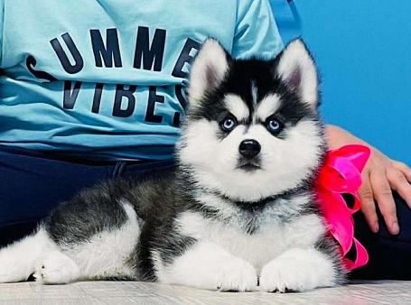 Хаски Щенки Разных окрасов