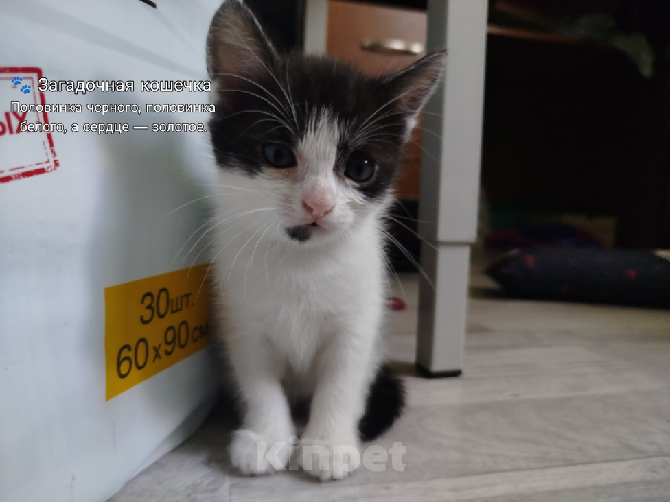 Кошки в Симферополе: Котята в добрые руки Разнополые, Бесплатно - фото 5