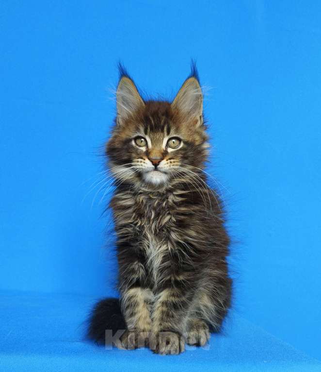 Кошки в Москве: Котёнок Мейн-кун от Чемпионов Мальчик, 60 000 руб. - фото 4