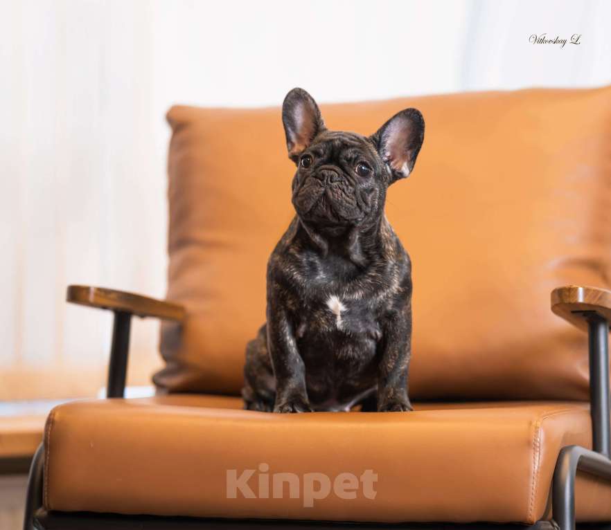 Собаки в Санкт-Петербурге: Красавчик Мальчик, Бесплатно - фото 1