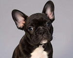 Собаки в Волжском: Французский бульдог щенки Мальчик, Бесплатно - фото 4