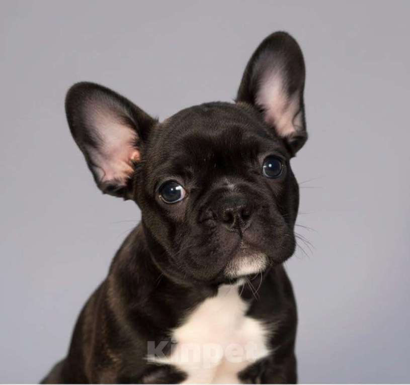 Собаки в Волжском: Французский бульдог щенки Мальчик, Бесплатно - фото 4