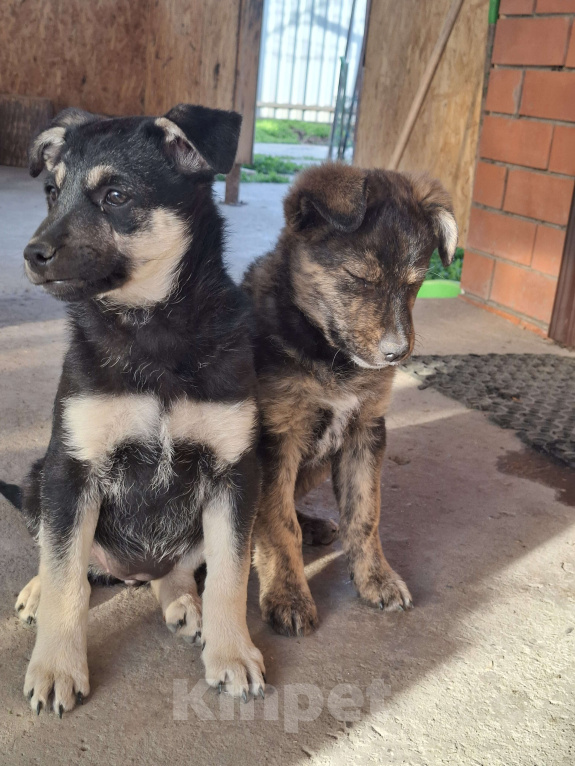 Собаки в Астрахани: "Щенки в добрые руки — крепкие дворовые!" Разнополые, Бесплатно - фото 7