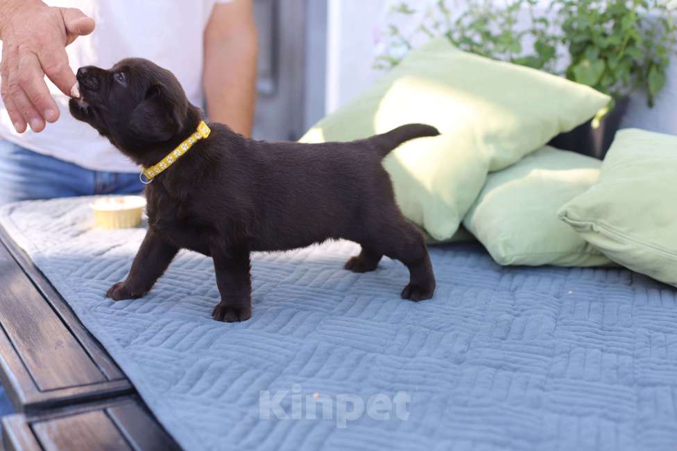 Собаки в других городах Краснодарского края: Рокси маленькая роза от пары чемпионов 🥇 Девочка, Бесплатно - фото 2