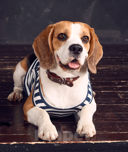 Собаки в Москве: Кобель для вязки Мальчик, Бесплатно - фото 2