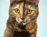 Кошки в Москве: Карамелька - кошка-химера с двумя ликами счастья Девочка, Бесплатно - фото 7