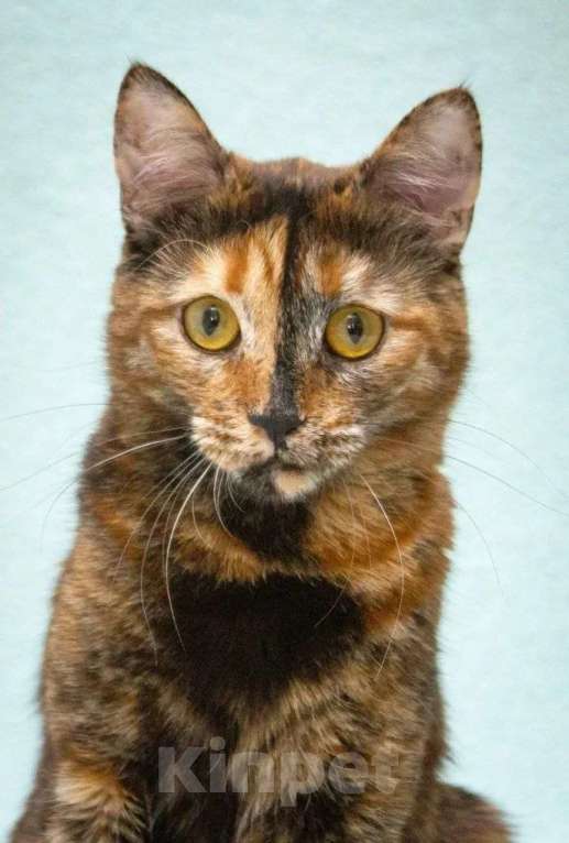 Кошки в Москве: Карамелька - кошка-химера с двумя ликами счастья Девочка, Бесплатно - фото 7