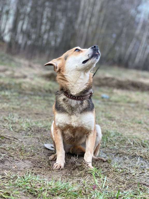 Собаки в Москве: Уля, 3 года. Вес 7 кг - малышка в приюте Девочка, Бесплатно - фото 3