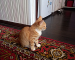 Кошки в Рязани: Отдаем котят Девочка, Бесплатно - фото 2