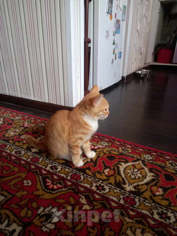 Кошки в Рязани: Отдаем котят Девочка, Бесплатно - фото 2