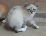 Кошки в Калуге: Котёнок Мальчик, Бесплатно - фото 2