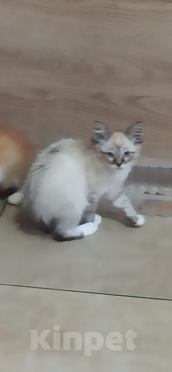 Кошки в Калуге: Котёнок Мальчик, Бесплатно - фото 2