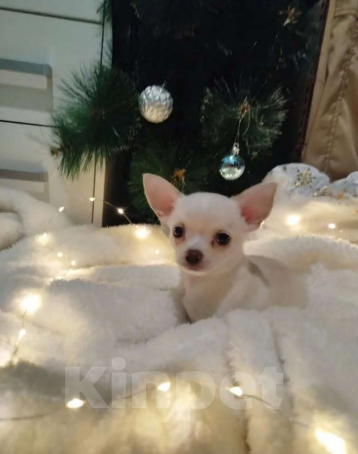 Собаки в Анапе: Щенок, чихуахуа мальчик Мальчик, 15 000 руб. - фото 1