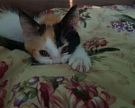 Кошки в Сочи: котенок  Девочка, Бесплатно - фото 2