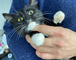 Кошки в Кувшиново: Ласковый котенок, Бесплатно - фото 3
