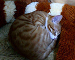 Кошки в Острогожске: Котята в добрые руки, 1 руб. - фото 3