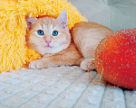 Кошки в Санкт-Петербурге: Котенок 2 мес метис британца Мальчик, 1 500 руб. - фото 4