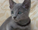 Кошки в Сосновом Бору: Котята русской голубой кошки, 30 000 руб. - фото 8