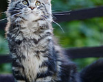 Кошки в Чапаевске: Кошка окрас черный мрамор. Девочка, 30 000 руб. - фото 1