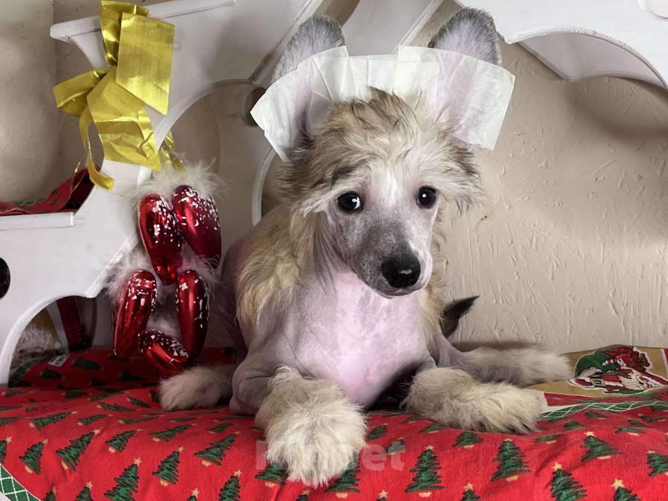 Собаки в Красногорске: Голый кобель щенок китайская хохлатая Мальчик, 40 000 руб. - фото 1