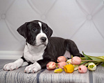 Собаки в Москве: Щенок амстаффа в семью Девочка, 90 000 руб. - фото 2