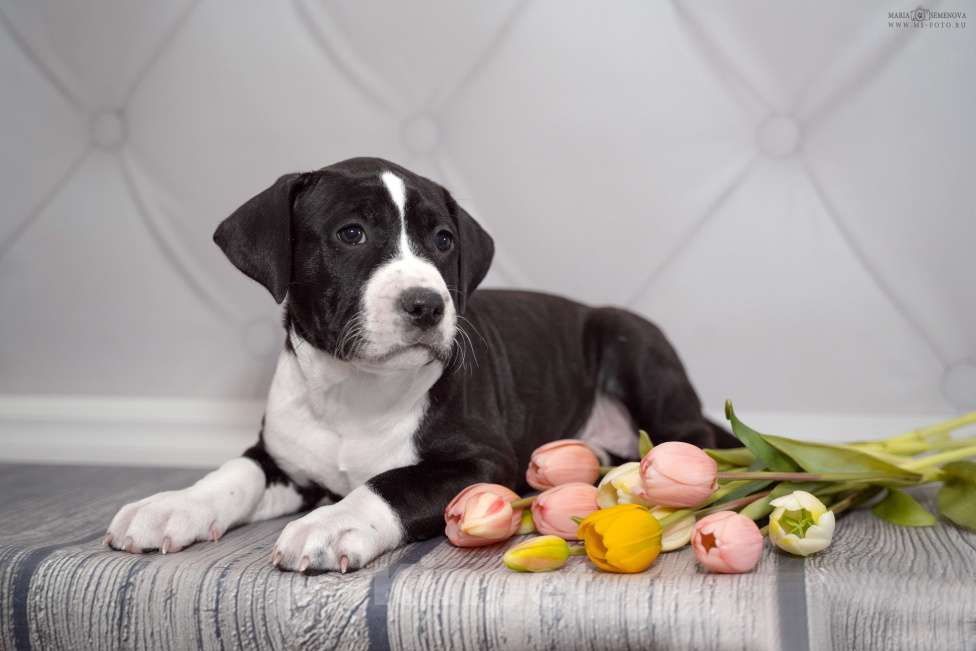 Собаки в Москве: Щенок амстаффа в семью Девочка, 90 000 руб. - фото 2