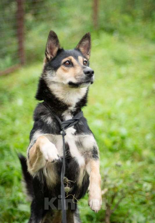 Собаки в Москве: За таких переживаешь больше всего Девочка, Бесплатно - фото 3