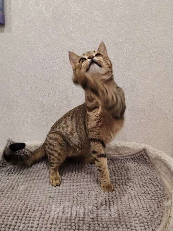 Кошки в Москве: Нежная маленькая кошенька Оливия очень ждёт своих людей Девочка, Бесплатно - фото 10