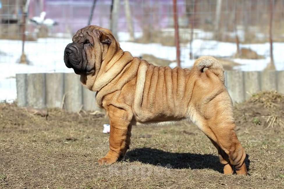 Собаки в Туле: Щенки шар пей Девочка, Бесплатно - фото 2