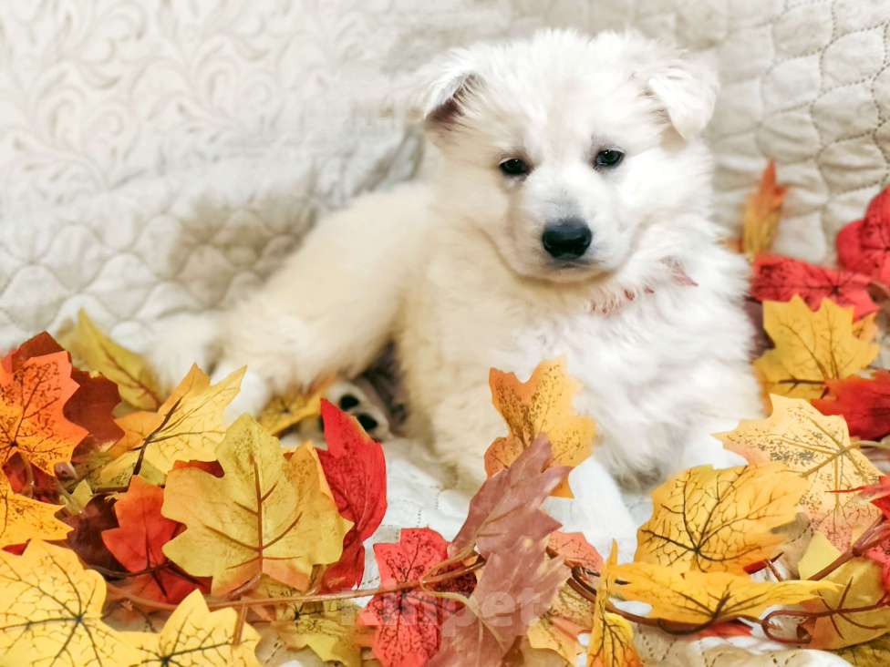 Собаки в Иркутске: Щенки Белой Швейцарской Овчарки Мальчик, 50 000 руб. - фото 2