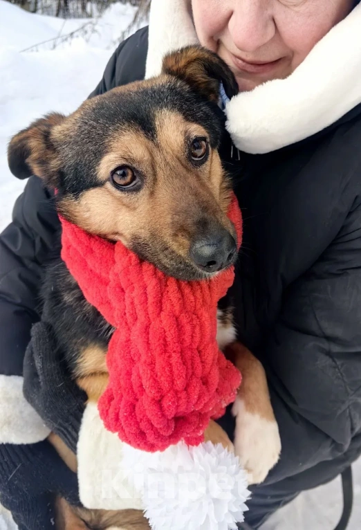 Собаки в Москве: Собачка малышка в добрые руки Девочка, Бесплатно - фото 2