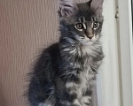 Кошки в Одинцово: Котята Мейн-куны Мальчик, 30 000 руб. - фото 10