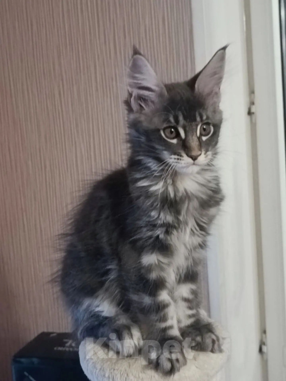 Кошки в Одинцово: Котята Мейн-куны Мальчик, 30 000 руб. - фото 10