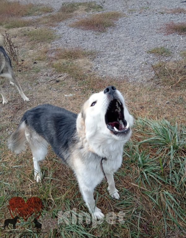 Собаки в Тамбове: Щербет  Мальчик, Бесплатно - фото 2