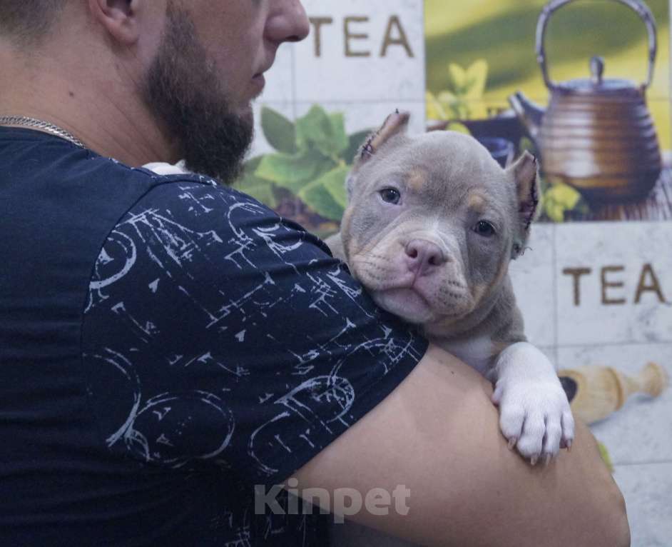 Собаки в Белово: Американский булли щенок Девочка, 150 000 руб. - фото 2