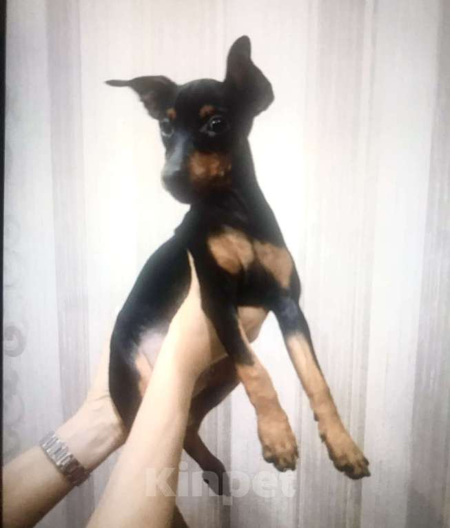 Собаки в Красноярске: Щенки цвергпинчера Девочка, 40 000 руб. - фото 1