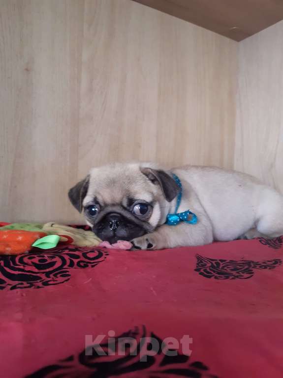 Собаки в Новосибирске: Мопс мальчик 3 мес Мальчик, 45 000 руб. - фото 1