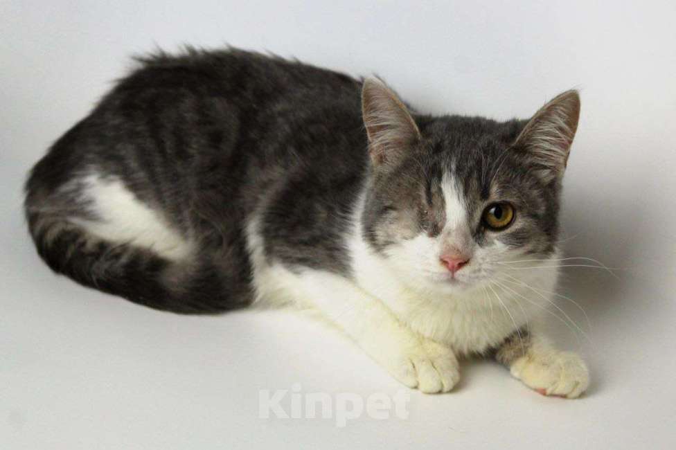 Кошки в Москве: Лаки Мальчик, Бесплатно - фото 5