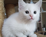 Кошки в Подольске: Котёнок 3 месяца девочка Девочка, 100 руб. - фото 1