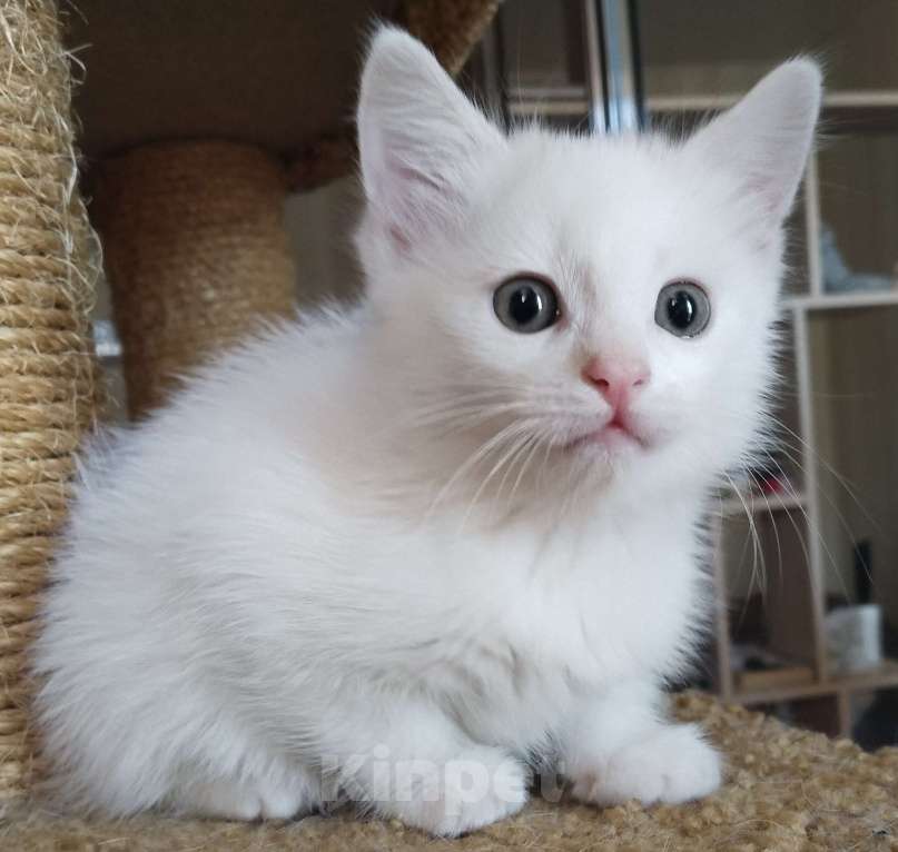 Кошки в Подольске: Котёнок 3 месяца девочка Девочка, 100 руб. - фото 1